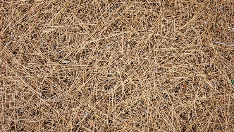 Cost of Pine Straw Delivery — Cost of Pine Straw Delivery