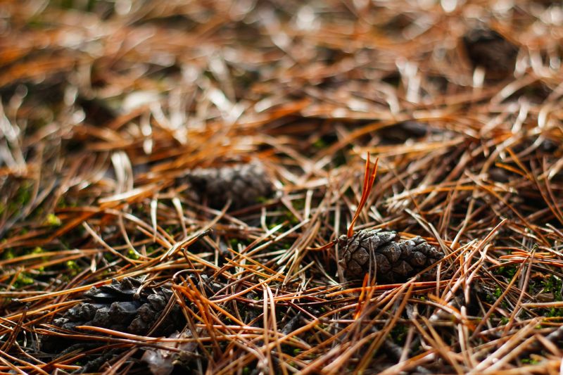 Spring Landscape with Pine Straw