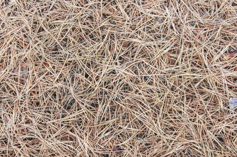 Pine Straw Spread in Garden