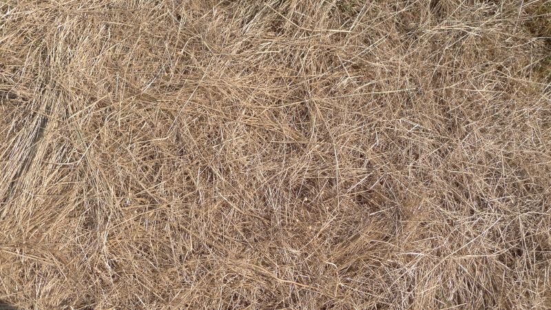 Pine Straw Mulching