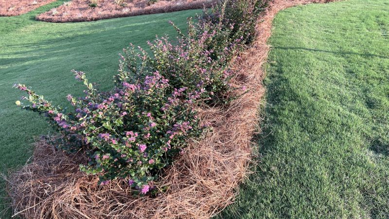 Finished Mulched Area