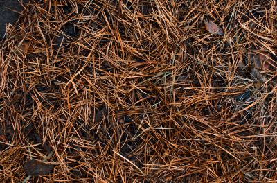Insulation for Plant Roots