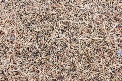 Natural Landscaping Enhancement
